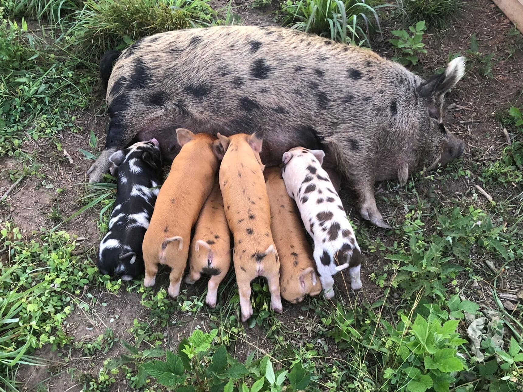 Savor the Rich Flavor of Turner Creek Farm's KuneKune Pork