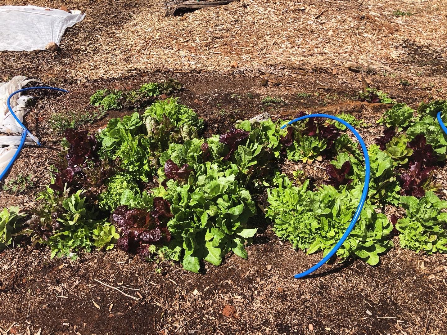 Overwintered lettuce