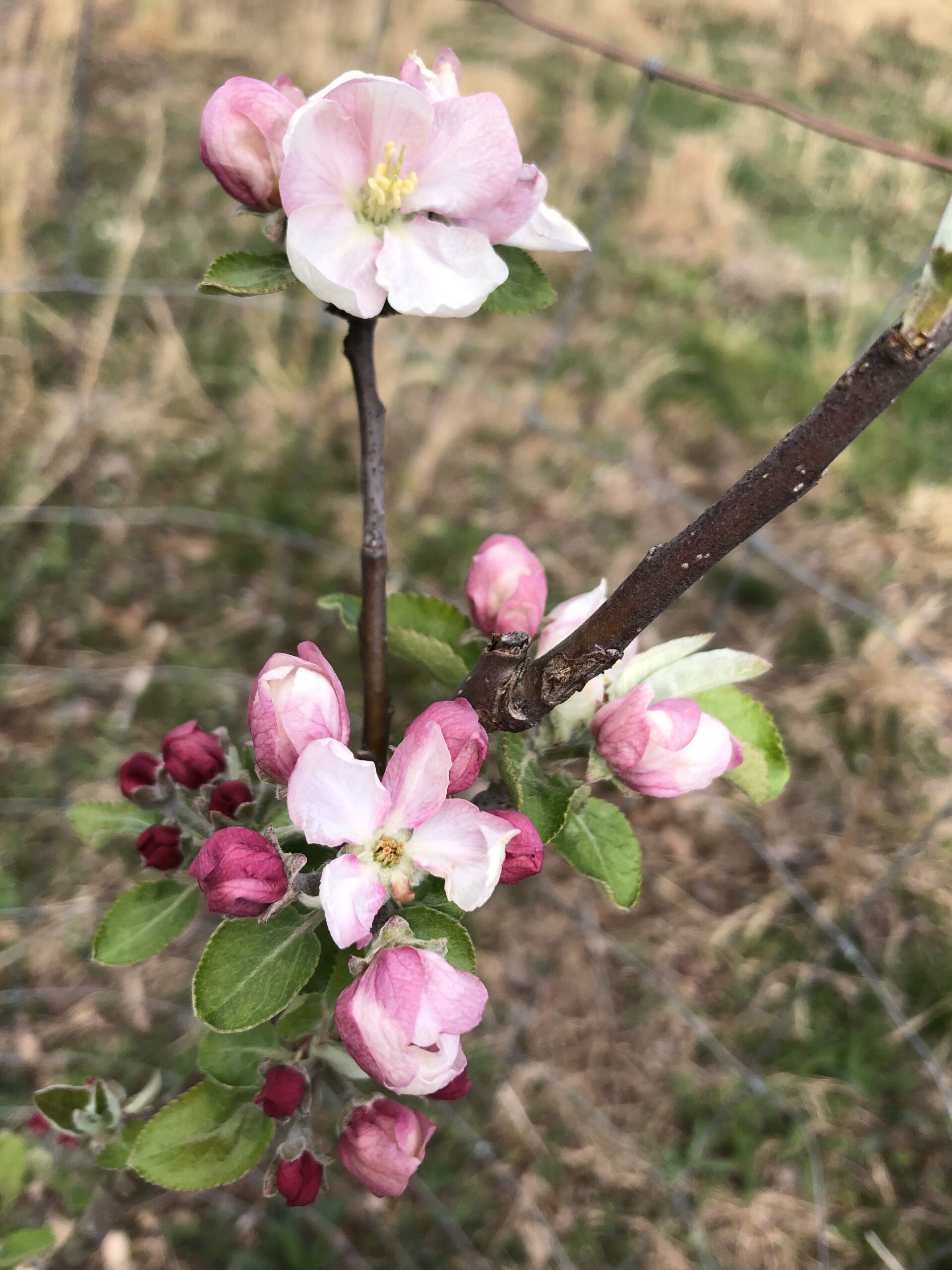 Apple blossoms