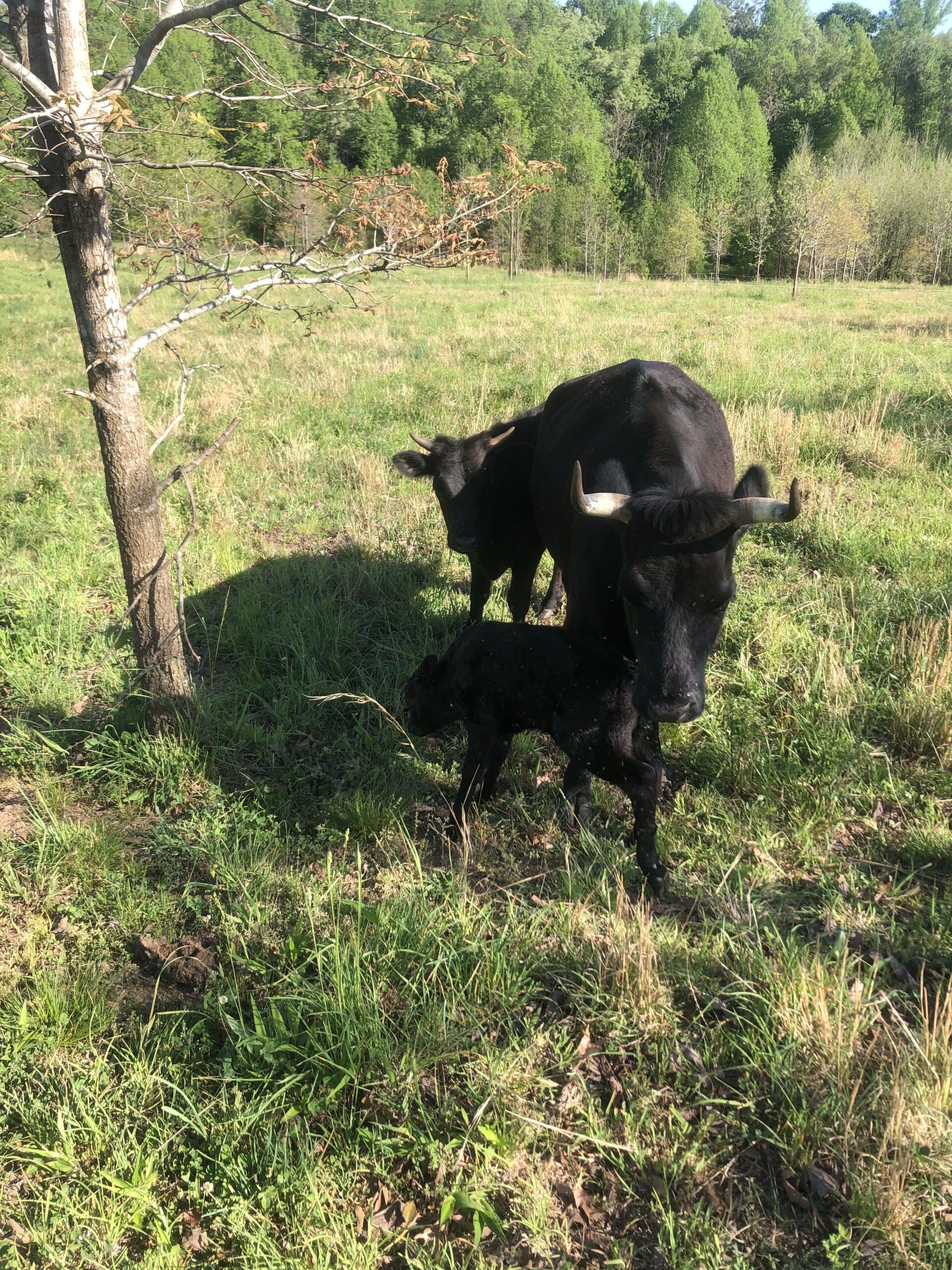 Burger, with mom Millie, joining his brother Sir Loin.