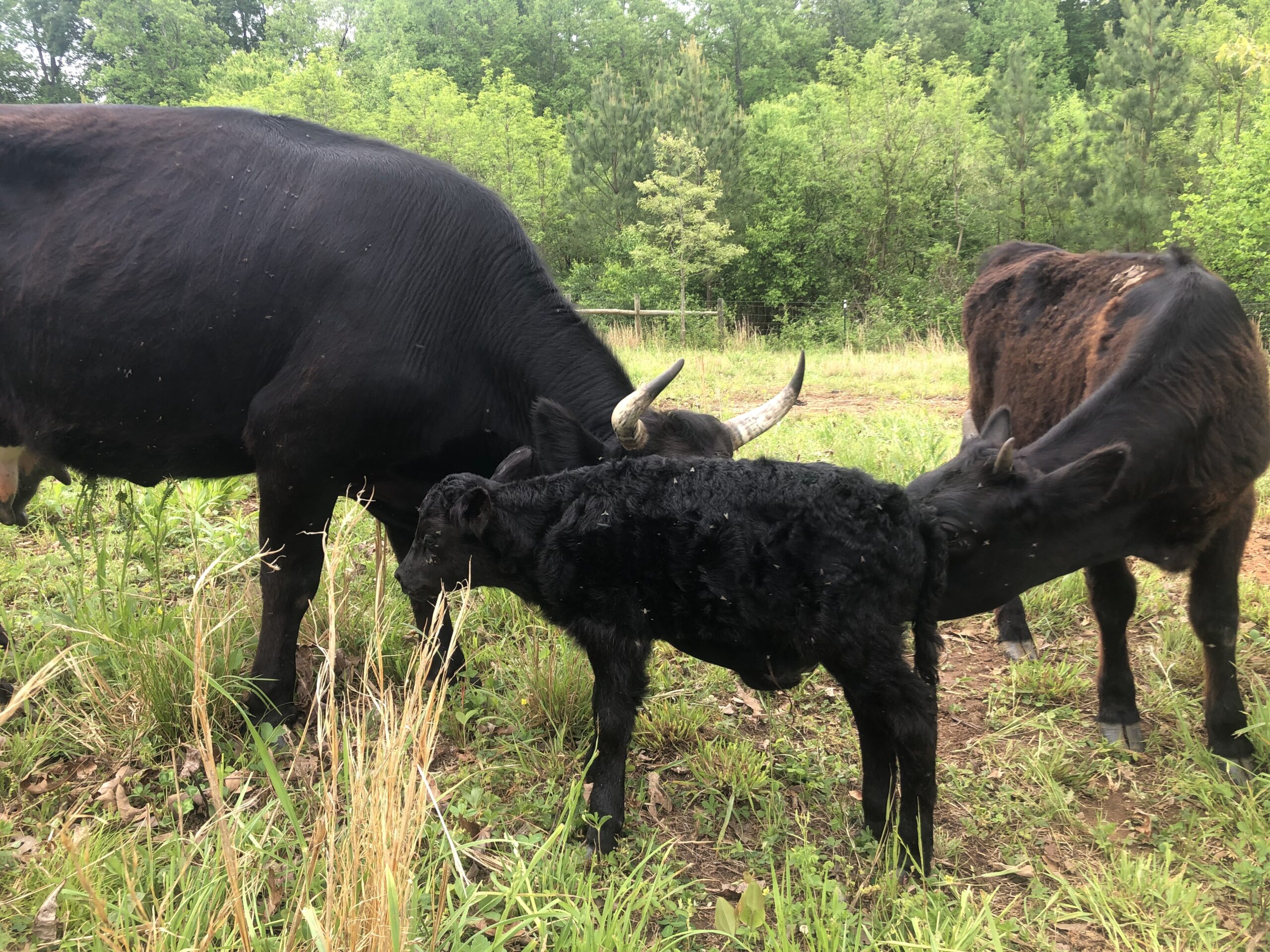 Brisket joins the herd with mom, Reagen.